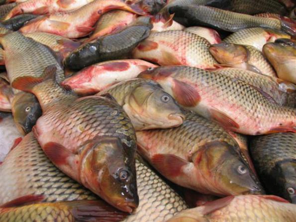 قیمت خرید ماهی کپور معمولی تازه