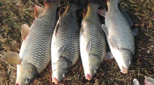 سایز های مختلف ماهی کپور معمولی تازه