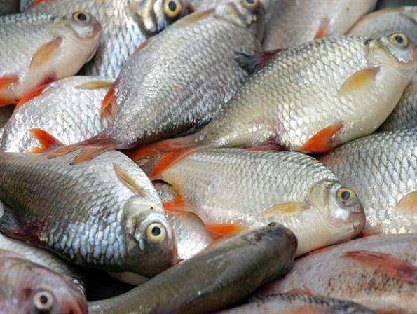 قیمت روز ماهی کپور پرورشی در ایران