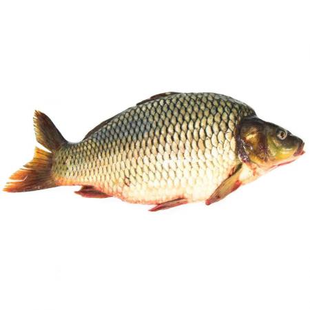 فروش انواع ماهی کپور پرورشی قیمت ارزان