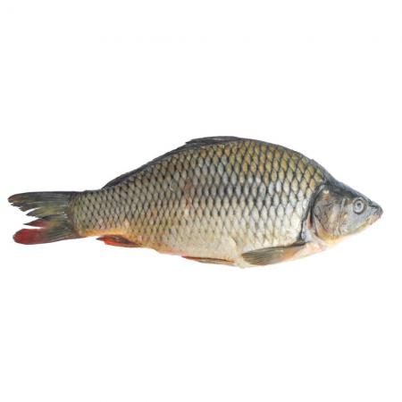 آخرین قیمت ماهی کپور پرورشی