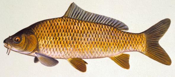 خصوصیات ماهی کپور معمولی