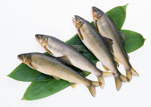 مشخصات ظاهری ماهی کپور آمور