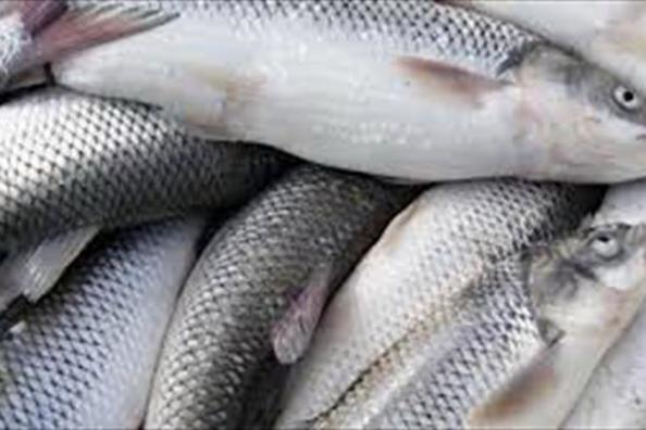 قیمت ماهی کپور طلایی کیلویی