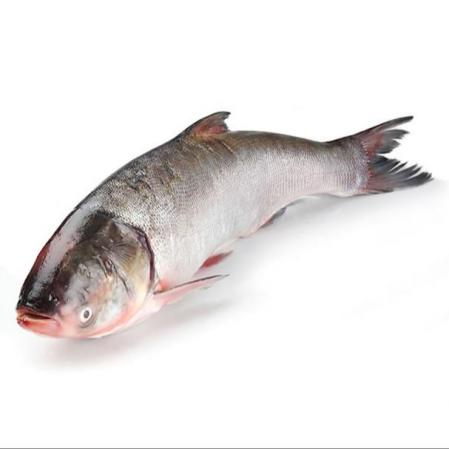 مشخصات ماهی فیتوفاگ بزرگ