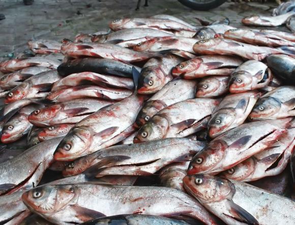 قیمت روز ماهی گرمابی قزل