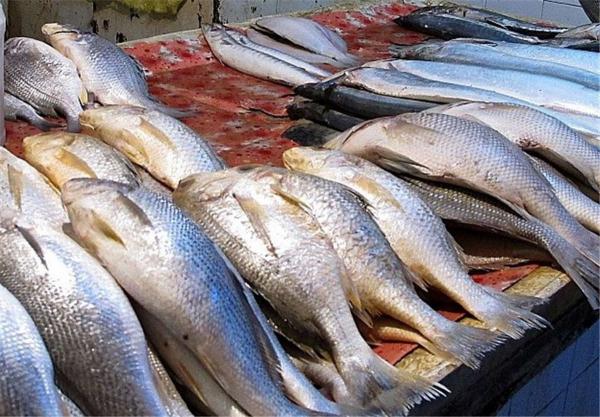 خرید ماهی فیتوفاگ پرورشی در اوزان مختلف