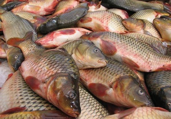 عرضه مستقیم ماهی پرورشی گرمابی