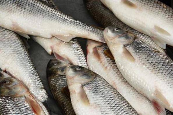 چگونگی پرورش ماهی بیگ هد در ایران
