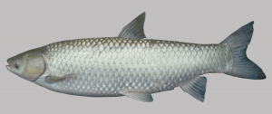 بازار عرضه ماهی گرمابی آمور