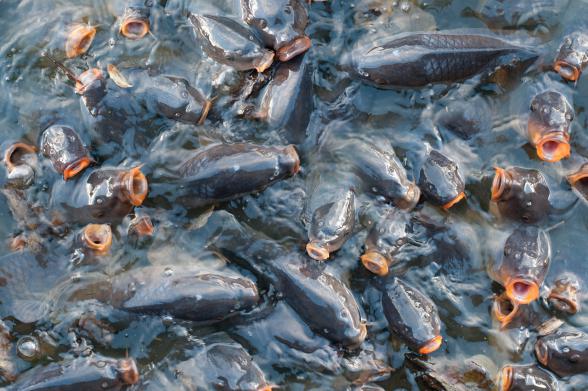 پخش عمده ماهی کپور سر گنده