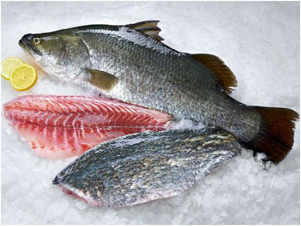 میزان ویتامین ماهی سی باس تازه