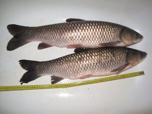 توزیع عمده ماهی آمور باکیفیت