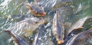 شناسایی کیفیت ماهی کپور سفید تازه