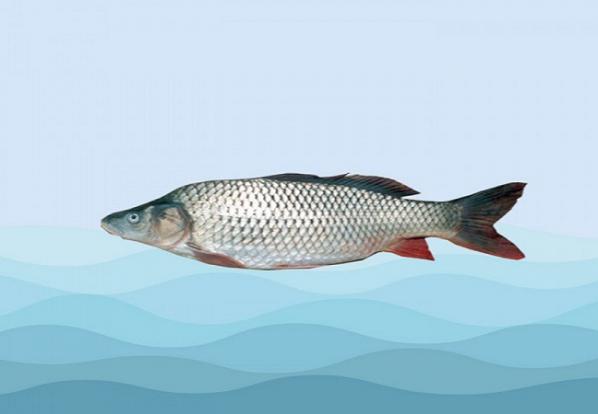 غذای ماهی کپور معمولی عمده چیست؟