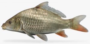فصل صید ماهی کپور سرگنده ارزان قیمت