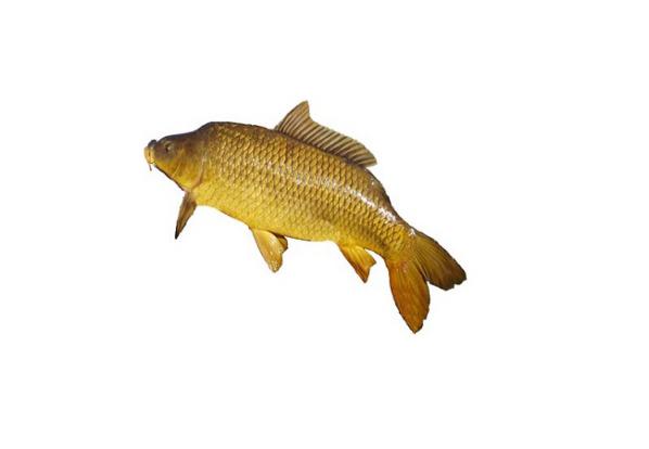 صادرات انواع ماهی کپور معمولی عمده
