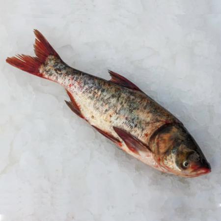 خرید انواع ماهی کپور سرگنده عمده
