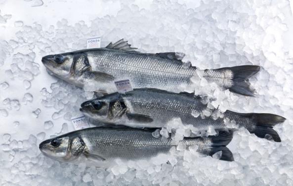 قیمت انواع ماهی سی باس منجمد