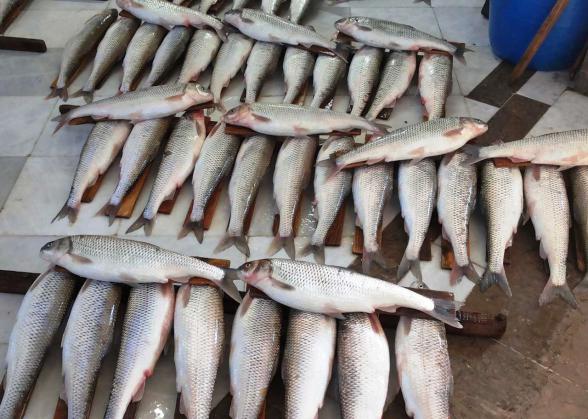صادرات انواع ماهی آمور پرورشی