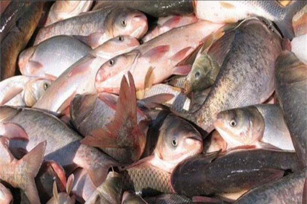 شرکت بزرگ ماهی کپور سرگنده پرورشی