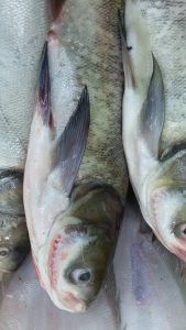 اطلاعات مختصری درباره ماهی کپور بیگ هد