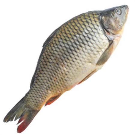 قیمت ماهی کپور معمولی تازه