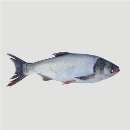 عرضه انواع ماهی کپور نقره ای عمده