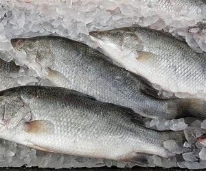 ماهی سی باس قیمت ارزان