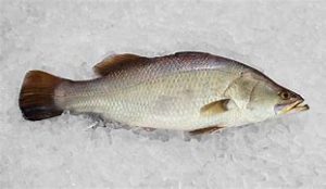 خرید عمده ماهی سی باس به قیمت تولیدکننده