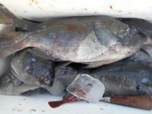 بازار پخش ماهی بیگ هد جنوب