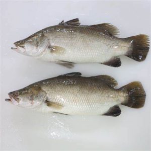خرید عمده ماهی سی باس به قیمت تولیدکننده